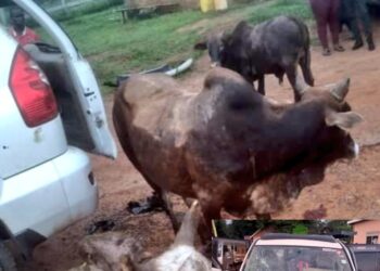 Mukono: 2 Suspected Cattle thieves killed, 3 Cows recovered from a Prado TX