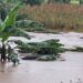 Tragedy as 4 Year Old Pupil Drowns in Mityana Flash Floods