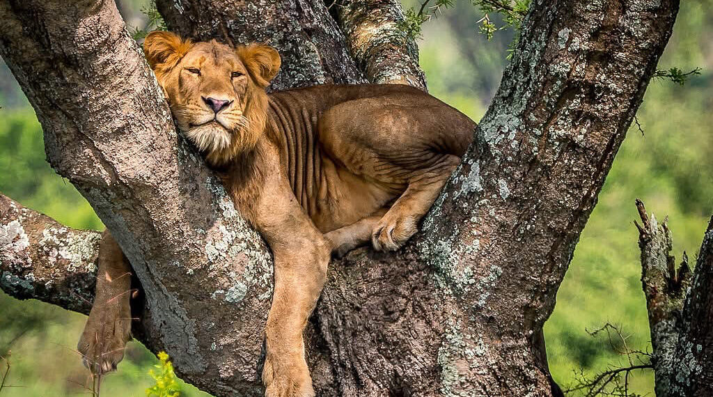 UWA Investigating Death of Three Lions in Queen Elizabeth National Park