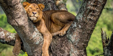 UWA Investigating Death of Three Lions in Queen Elizabeth National Park